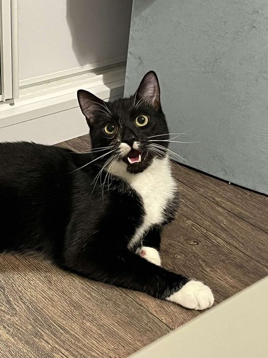 Energiczny Mireczek szuka domku!