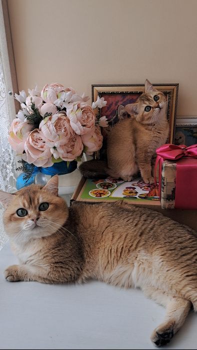 Шикарне кошеня золота шиншила, британське кошенятко