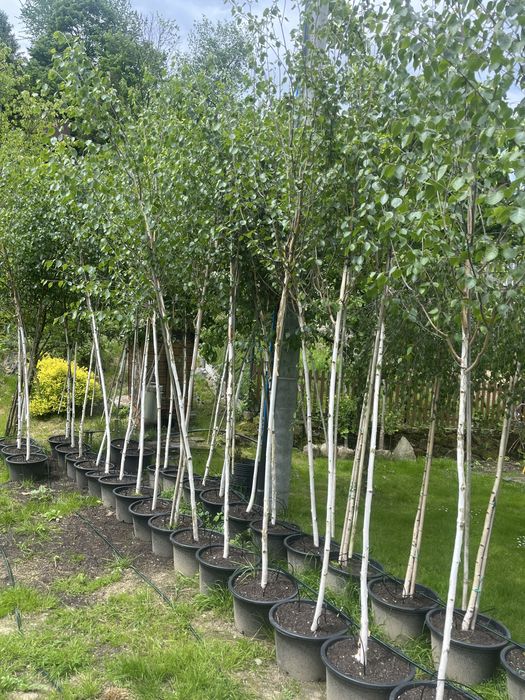 Brzoza doorenbos 12-14cm