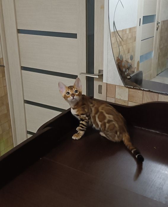 Маленька бенгальська принцеса