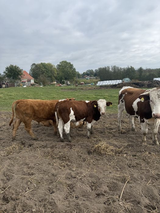 Odsadki, Byki, Jałówka