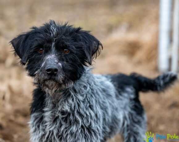 Miły, kontaktowy psiak MOZART szuka kochającego domku!