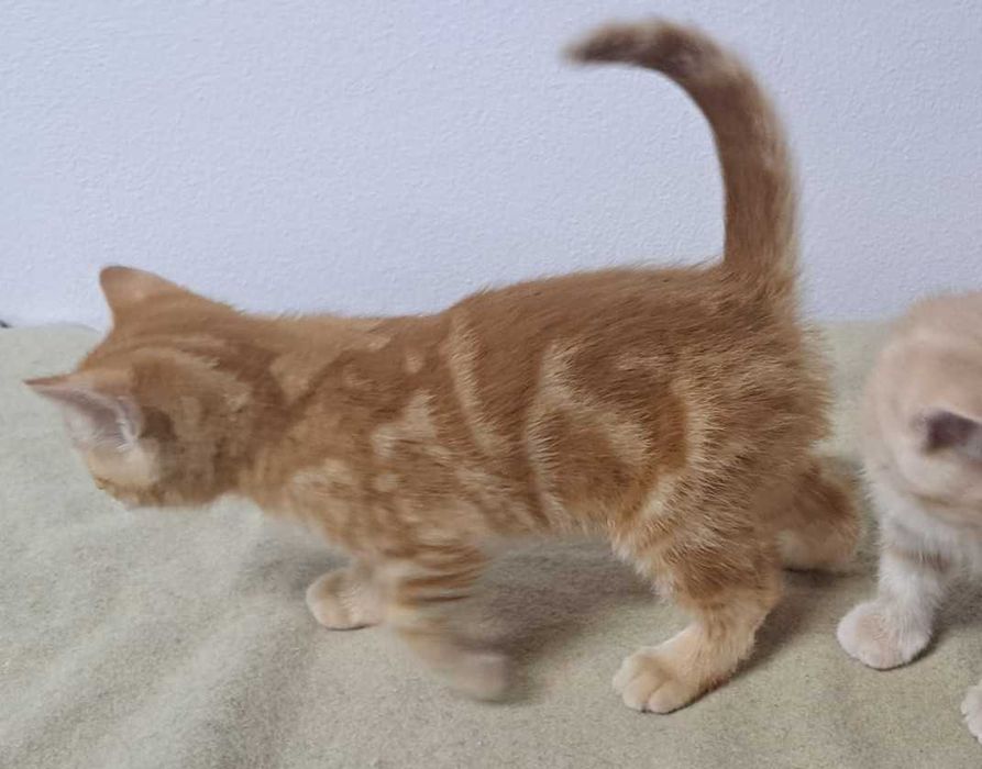 Gato British shorthair, cor laranja.