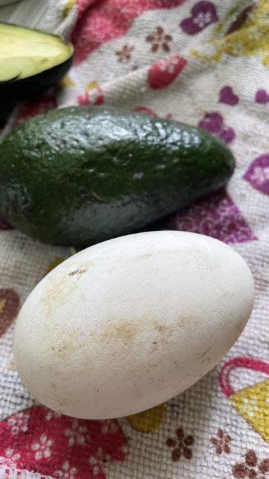 Молода Сім'я на стадо!