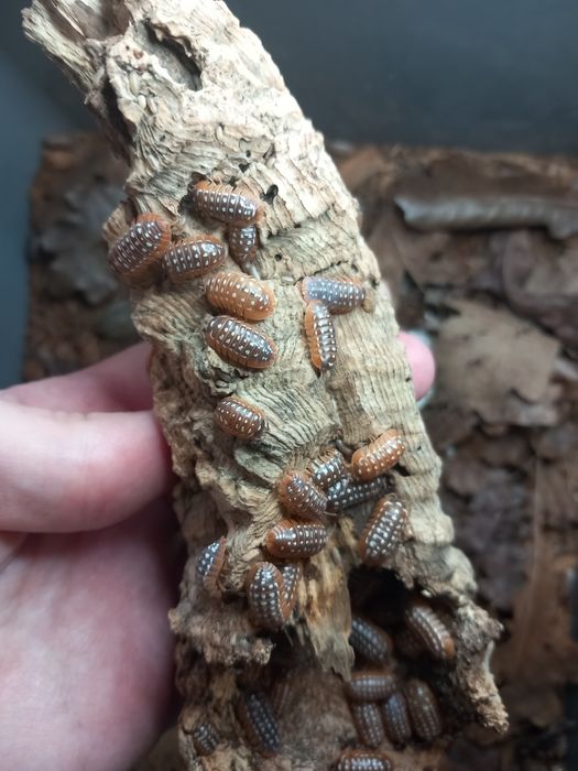 Isopody Armadillidium werneri / Porcellio laevis