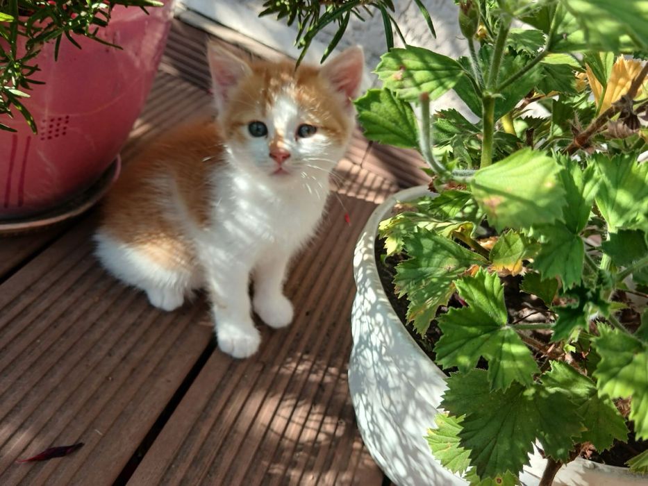 котики у добрі руки