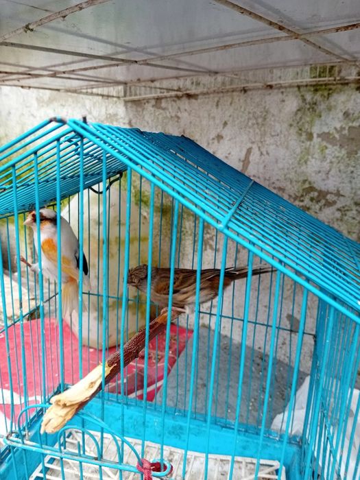 Tenho alguns canarios