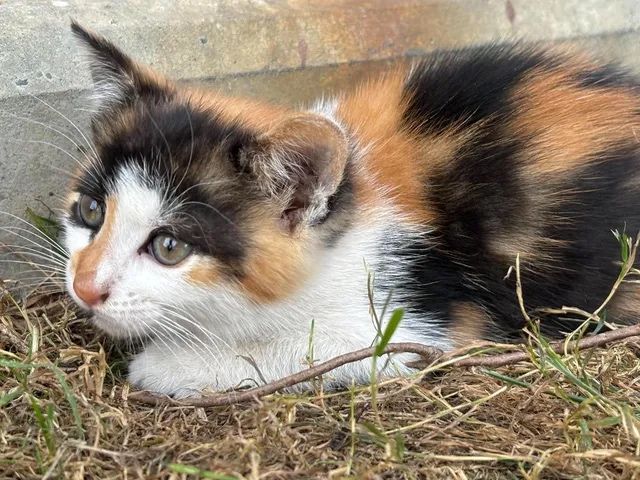 Sliczne kotki! Oddam w dobre rece