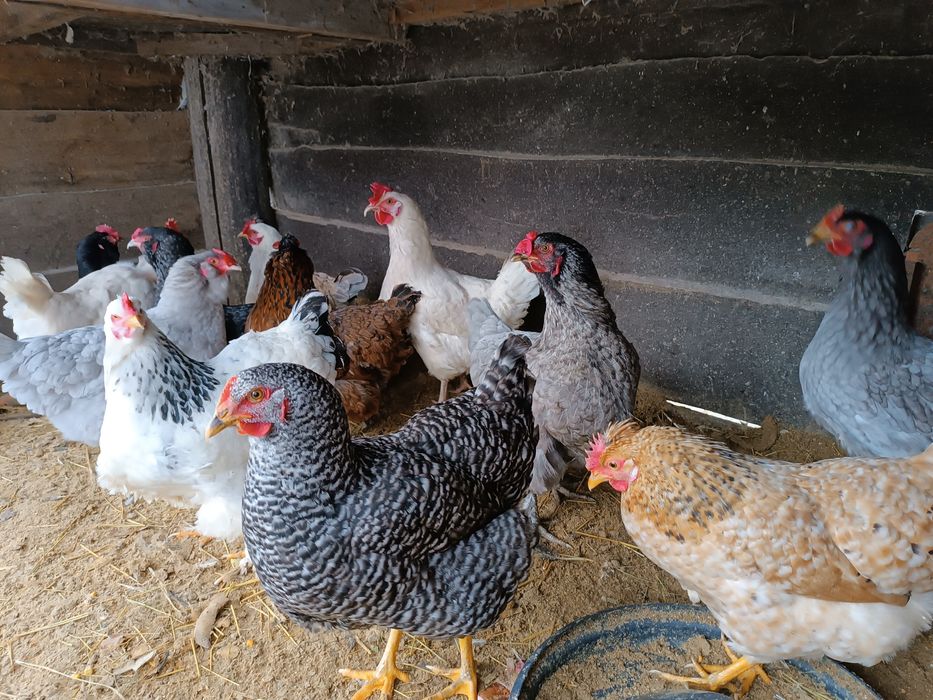 Продам яйця курячі