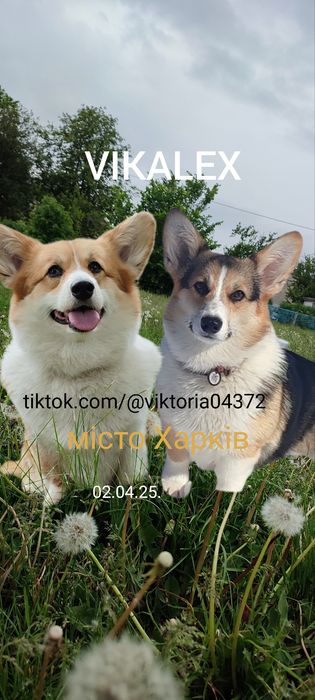 Продам цуценя Вельш корги пемброк