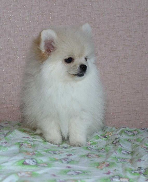 Дві дівчінки Померанского Шпіца кремового окраса.