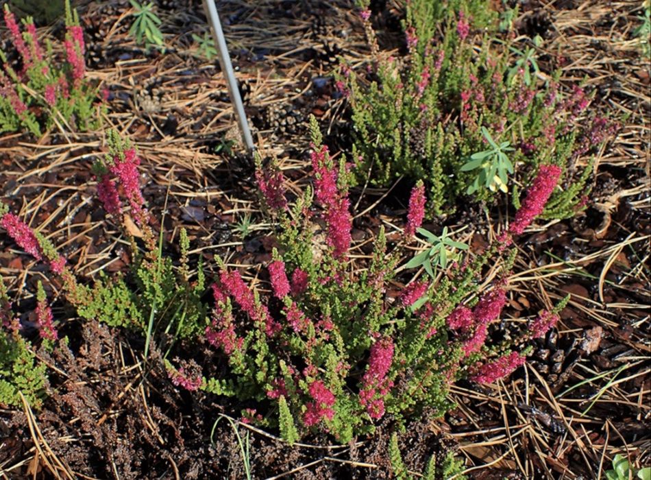 Верес садовий багаторічний