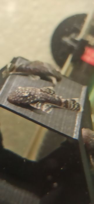 Анцитруси акваріумні рибки