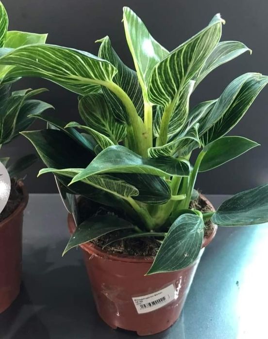 Філодендрон Біркін