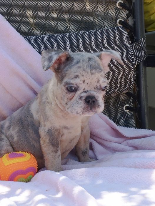 Дівчинка французького бульдога