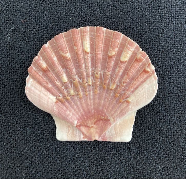 Conjunto 10 Conchas Praia