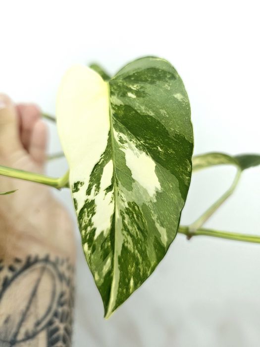 Epipremnum Pinnatum variegata