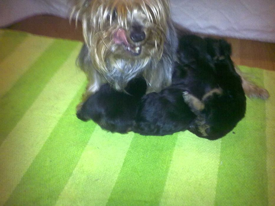 Yorkshire Terrier Fêmea miniatura