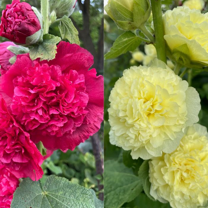 Саджанці мальви, аквілегії, дельфініума