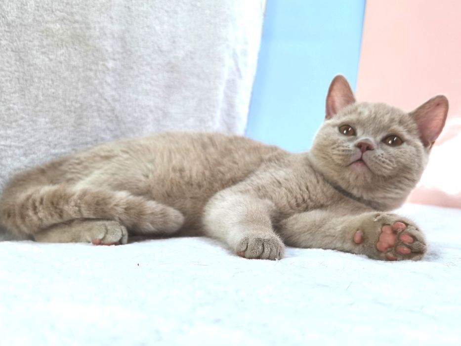 ФАВН(осветленный циннамон) кошечка с родословной ВЦФ