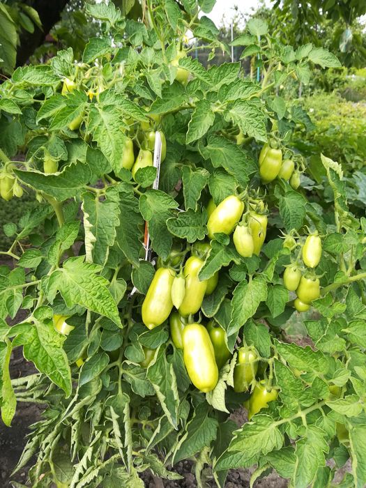 Pomidory San Marzano nasiona