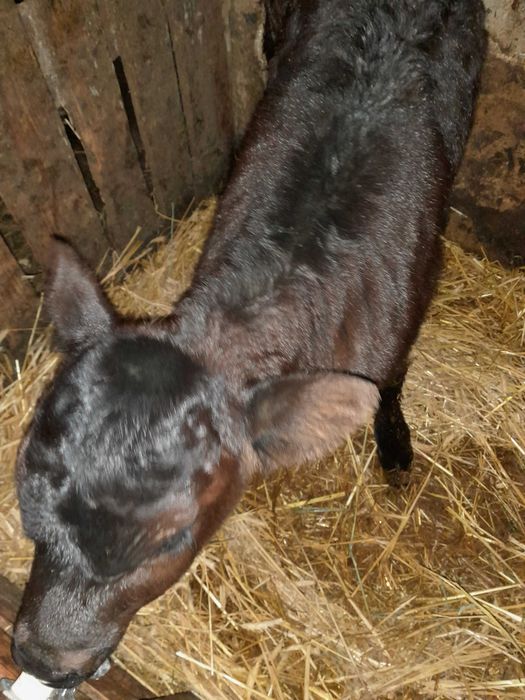 Cielaki byczki mięsne limuseny dwutygodniowe