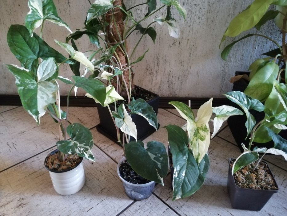 Продам сингониум Imperial White