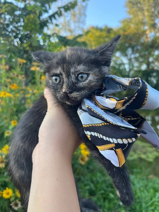 Віддам в добрі руки кошенят