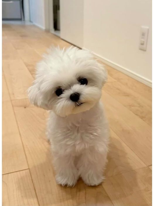 Bichon maltês sublime