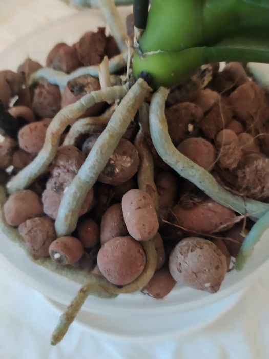 Продам дві орхідеї.