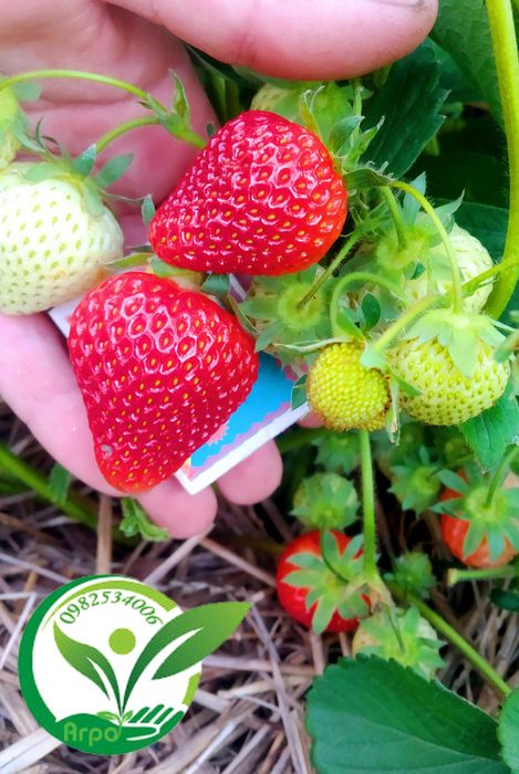 Саджанці - розсада полуниці Вікторія  НСД рем КСД рання середня пізня