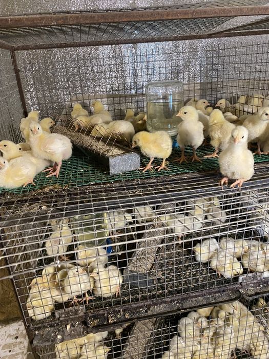 В наявності підрощені бройлери