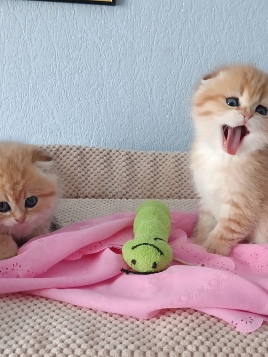 Шотландські красотуни