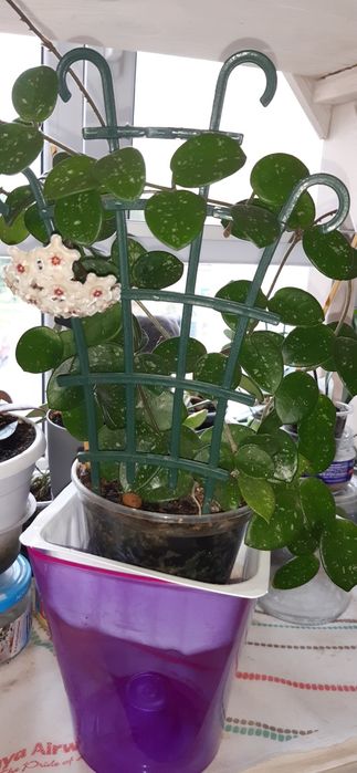 Хойи взрослые растения