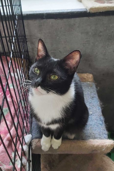 Ok. 1,5 roczna Bella czeka na kochający dom