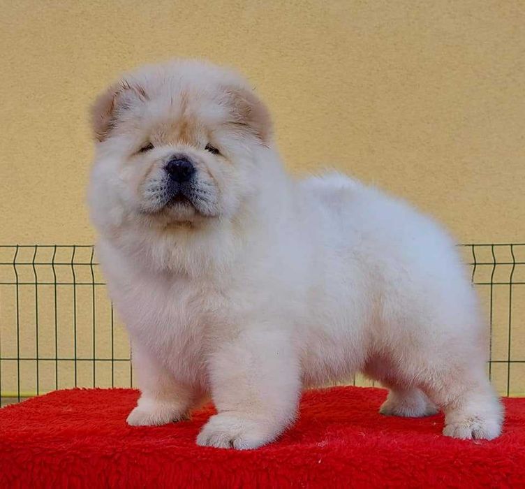 Chow Chow disponível