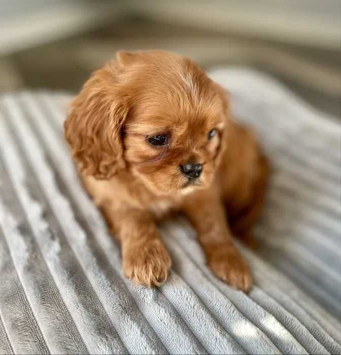 Cavalier King Charles