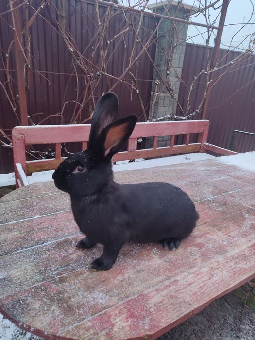 Кролики німецький строкач