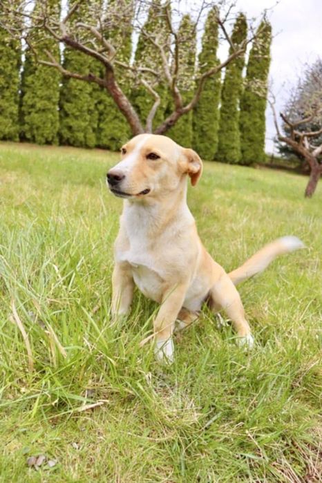 Roczna, piękna, biszkoptowa sunia do adopcji