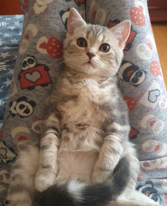 Чистокровний з документами