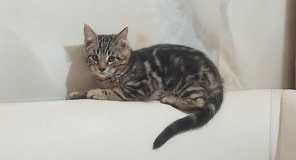 Котёнок 2 месяца чаузи мальчик