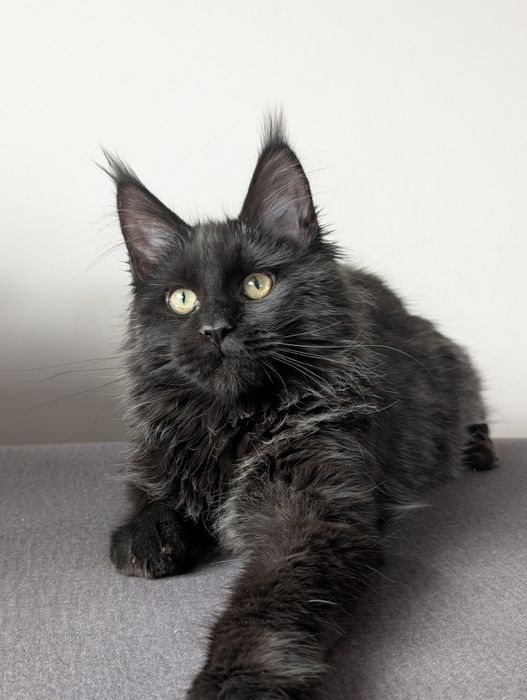 Czarny kocurek Maine Coon zapraszamy