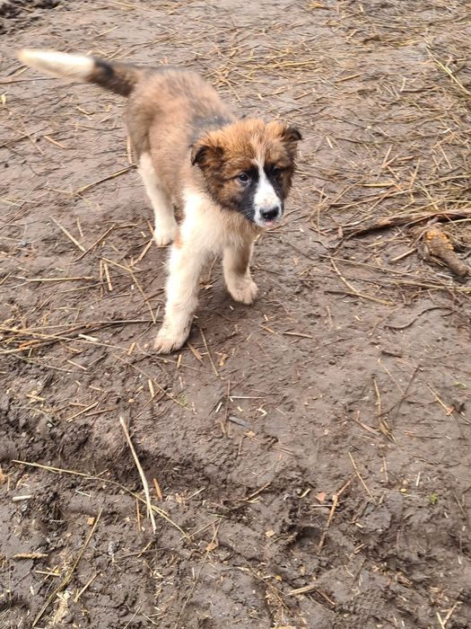 Oddam pieski w dobre ręce