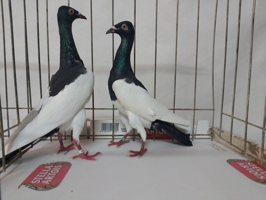 Gołębie Murzyny Polskie