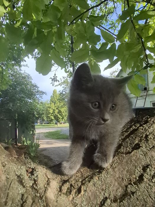 Неймовірно гарні кошенята.