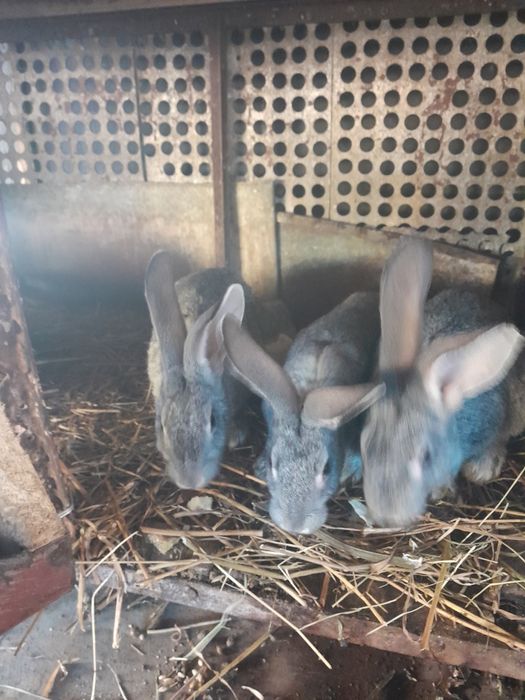 Продам кроликів живих на забій