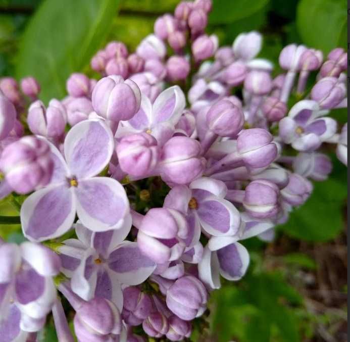 Bzy lilaki Syringa odmiany różne mayera