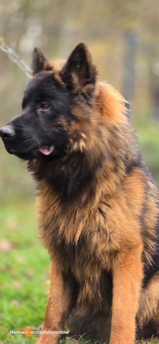 Pies Owczarek Niemiecki Długowłosy