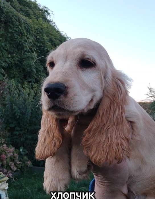 Цуценята породи англійський кокер спаніель