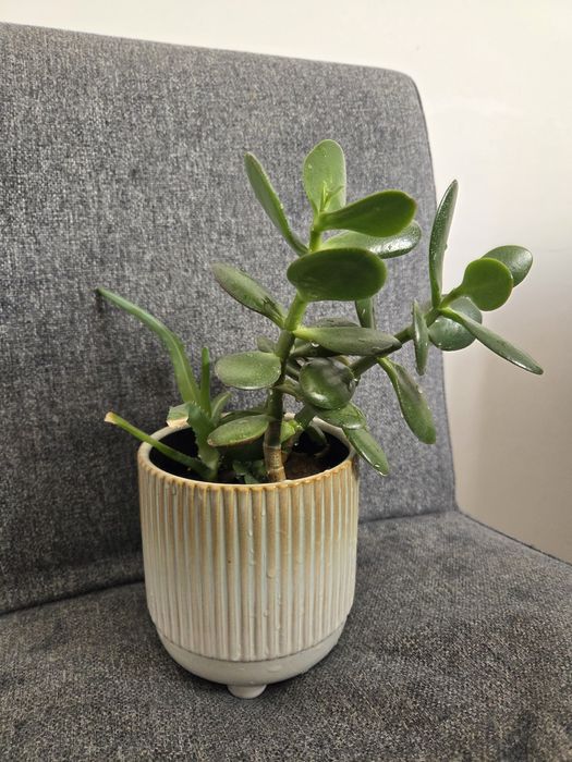 Grubosz, Crassula ovata, drzewko szczęścia